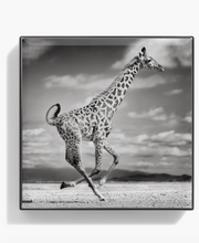 Load image into Gallery viewer, Chantecaille Giraffe Luminescent Eye Shade Eyeshadow